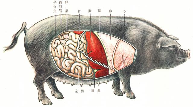 猪的消化系统手绘图图片