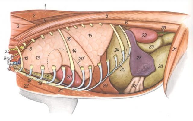 猫内脏（左侧）