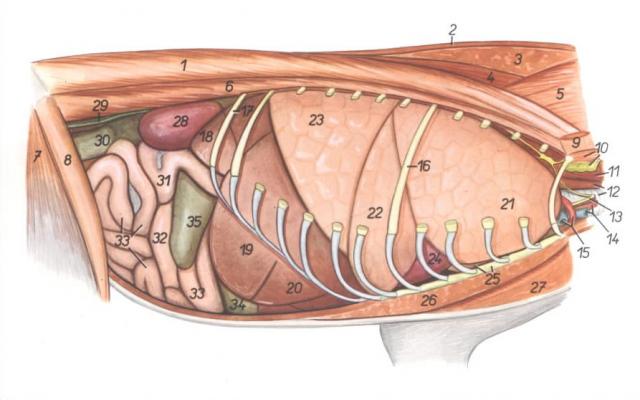 猫内脏（右侧）