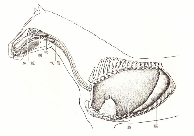 马呼吸系统全貌
