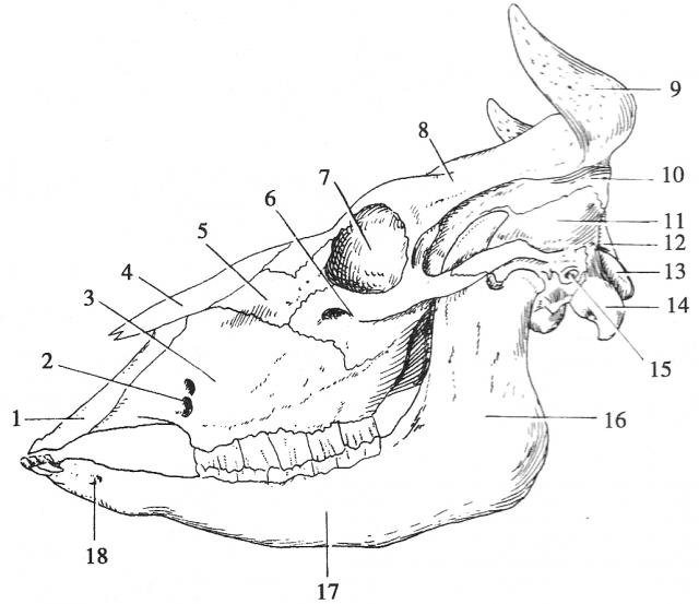 牛头骨侧面