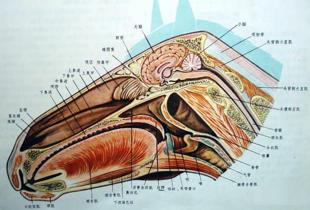 马头部正中矢状面