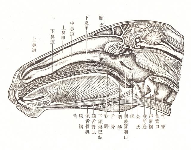 马头正中矢状面