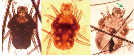 犬、猫和兔的姬螯螨形态