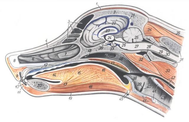 狗鼻子解剖结构图解图片