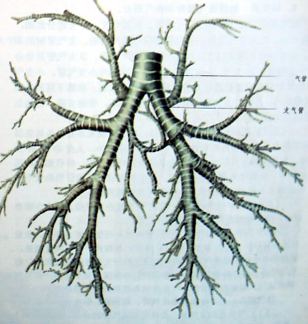 支气管树（马）