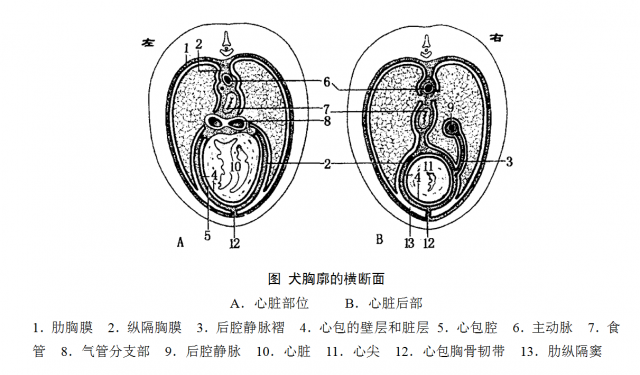 犬胸廓横断面