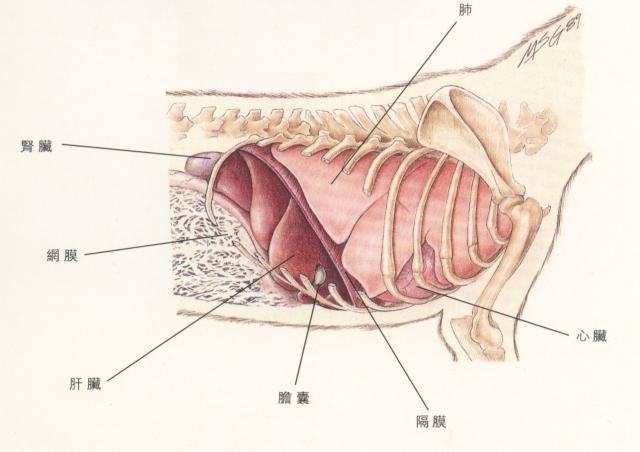 犬肝脏位置（右侧）