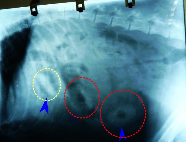 拉布拉多犬胃肠道内并发异物X线片