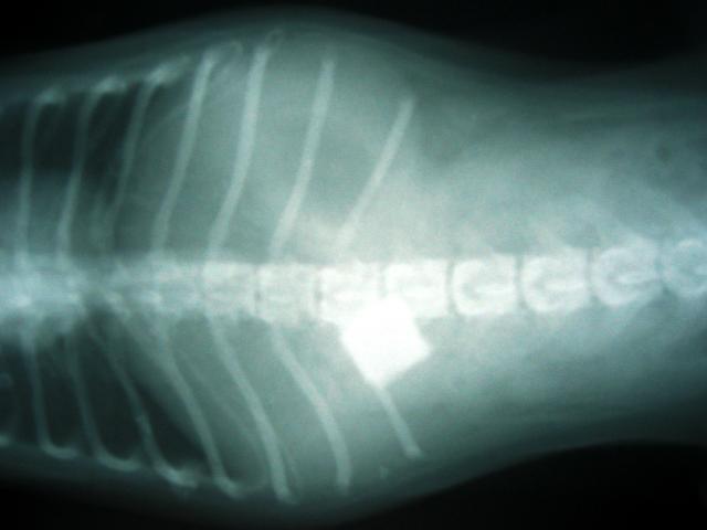 胸背位X线片显示胃内高密度异物形状